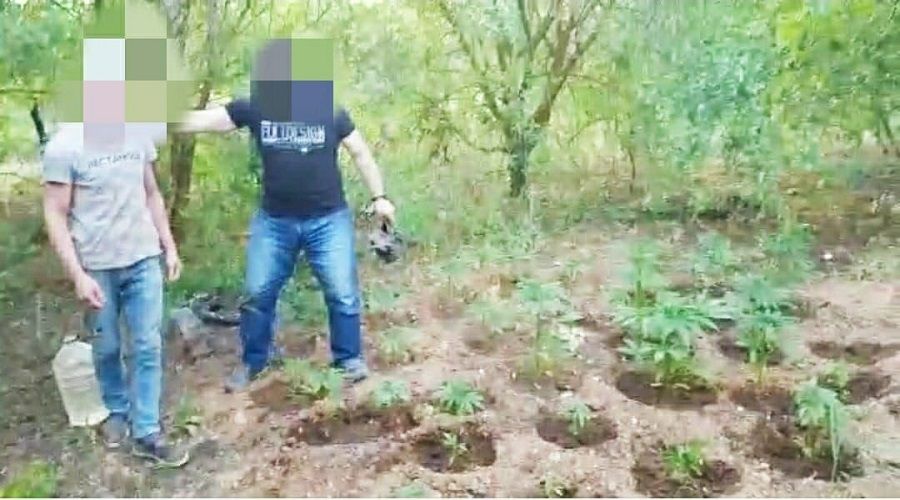 Başkasına ait bahçede kenevir yetiştirmiş