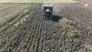 Beyaz altn pamukta kuraklk rekolteyi etkiledi