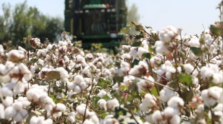 'Beyaz altın' üretiminde sevindiren hareketlilik