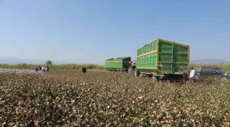 'Beyaz altn'da hasat devam ediyor