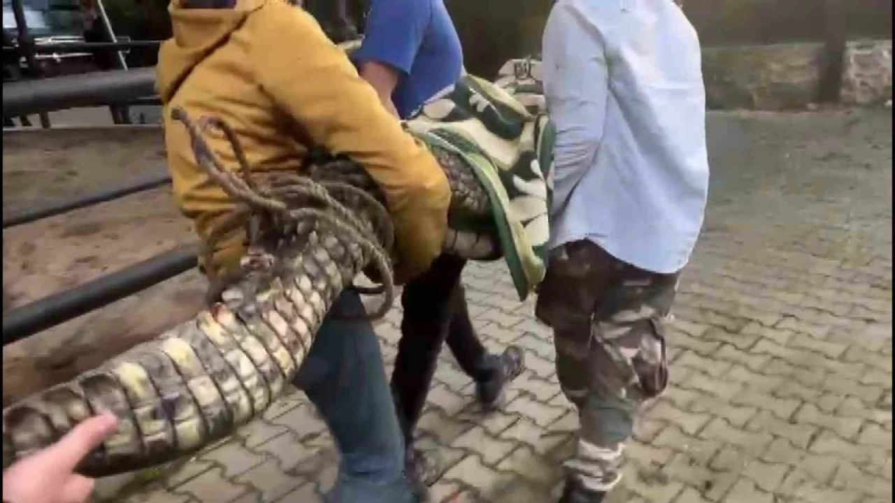 Beykoz'da Nil timsah�, anakonda y�lan� ele ge�irildi