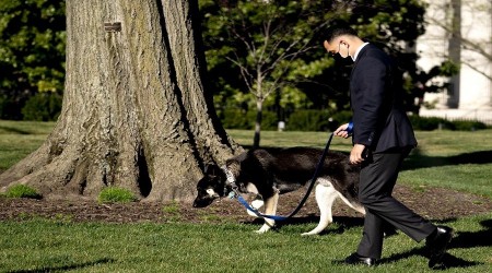 Biden'ın köpeği de vahşi ve saldırgan