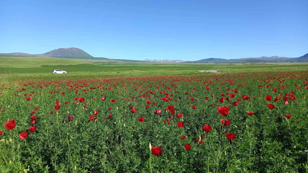 Bitlis'te açmaya başlayan gelincikler görsel şölen sunuyor