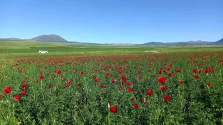 Bitlis'te açmaya başlayan gelincikler görsel şölen sunuyor