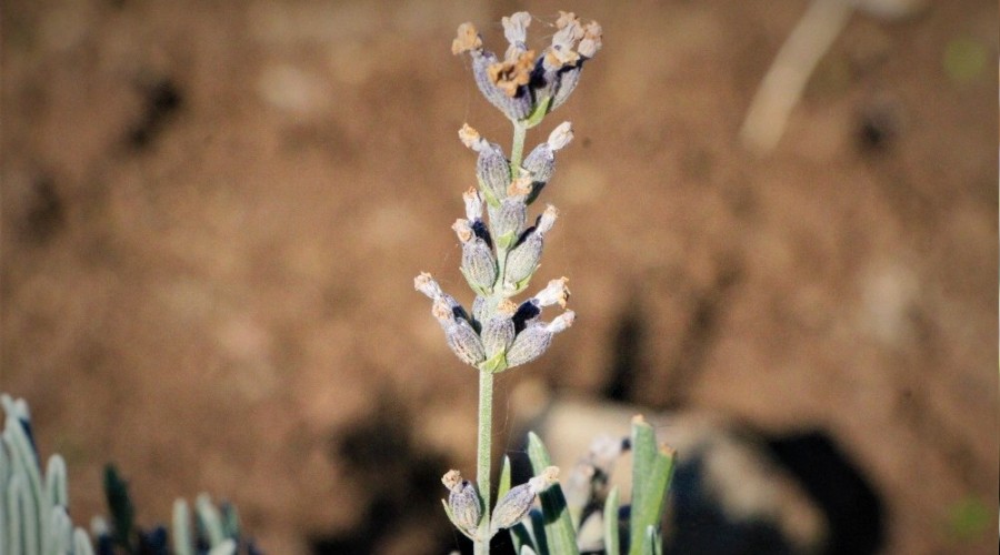 B�lgenin en b�y�k lavanta bah�esi Elaz��'da kuruldu