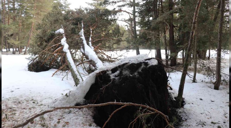 Bolu'da onlarca çam ağacı kökünden devrildi