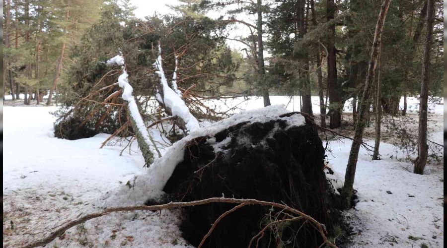 Bolu'da onlarca am aac kknden devrildi