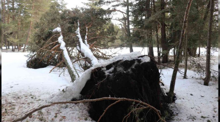 Bolu'da onlarca çam ağacı kökünden devrildi