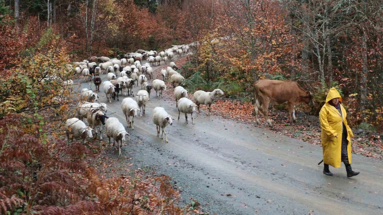 Bolu'da yaylalardan kylere g balad