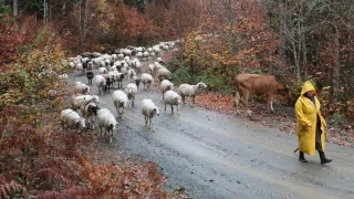 Bolu'da yaylalardan kylere g balad