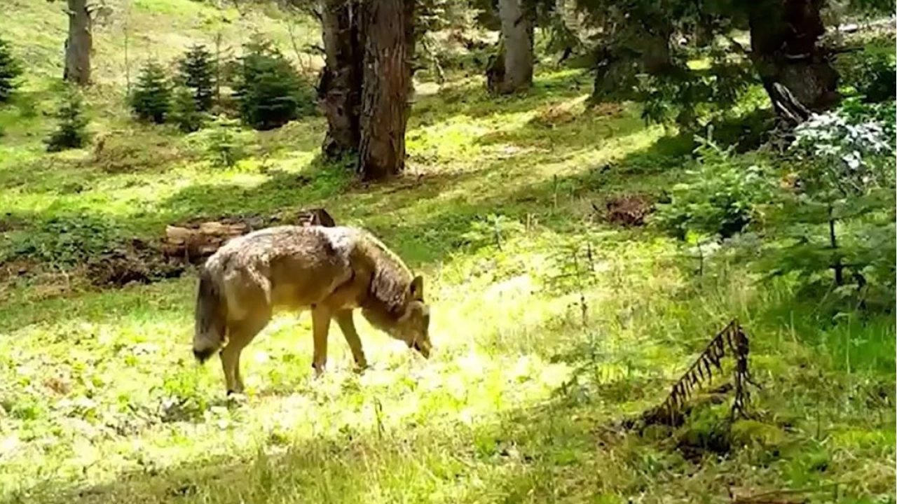 Bozkurtlar�n nesli t�keniyor