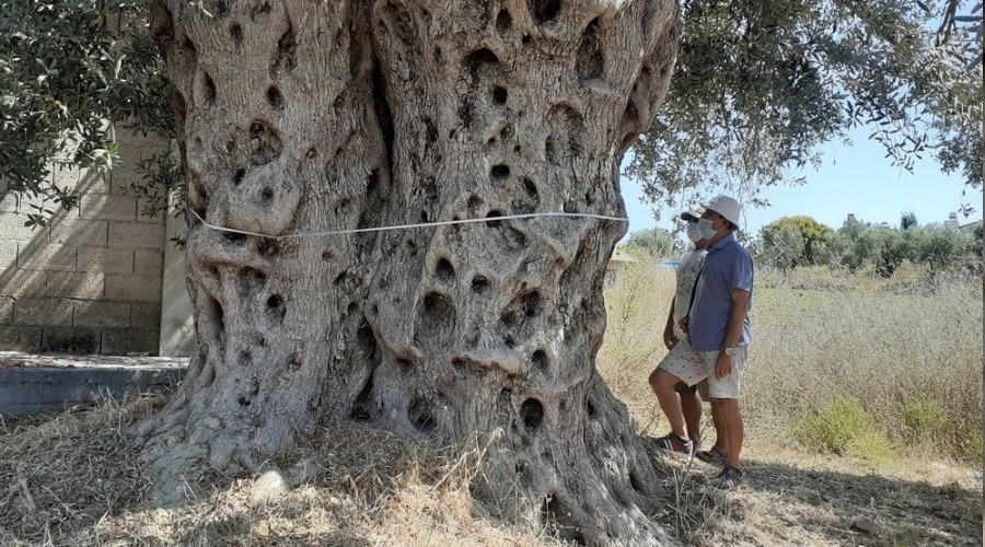 Bu a�a� tam 1500 y�ll�k 