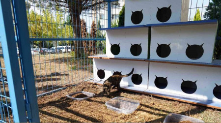 Bu da kedi malikânesi