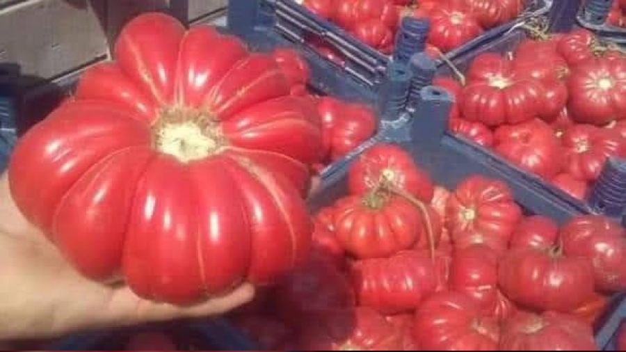 Bu domatesler tam 1 kilo