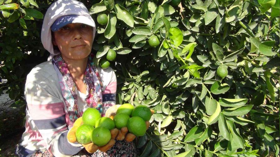 Bu limonun kilosu 50 lira