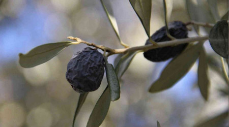 Bu zeytin dalndan koparlp yenilebiliyor
