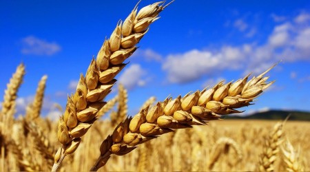 Buğday Rusya'dan; tütün Brezilya'dan!