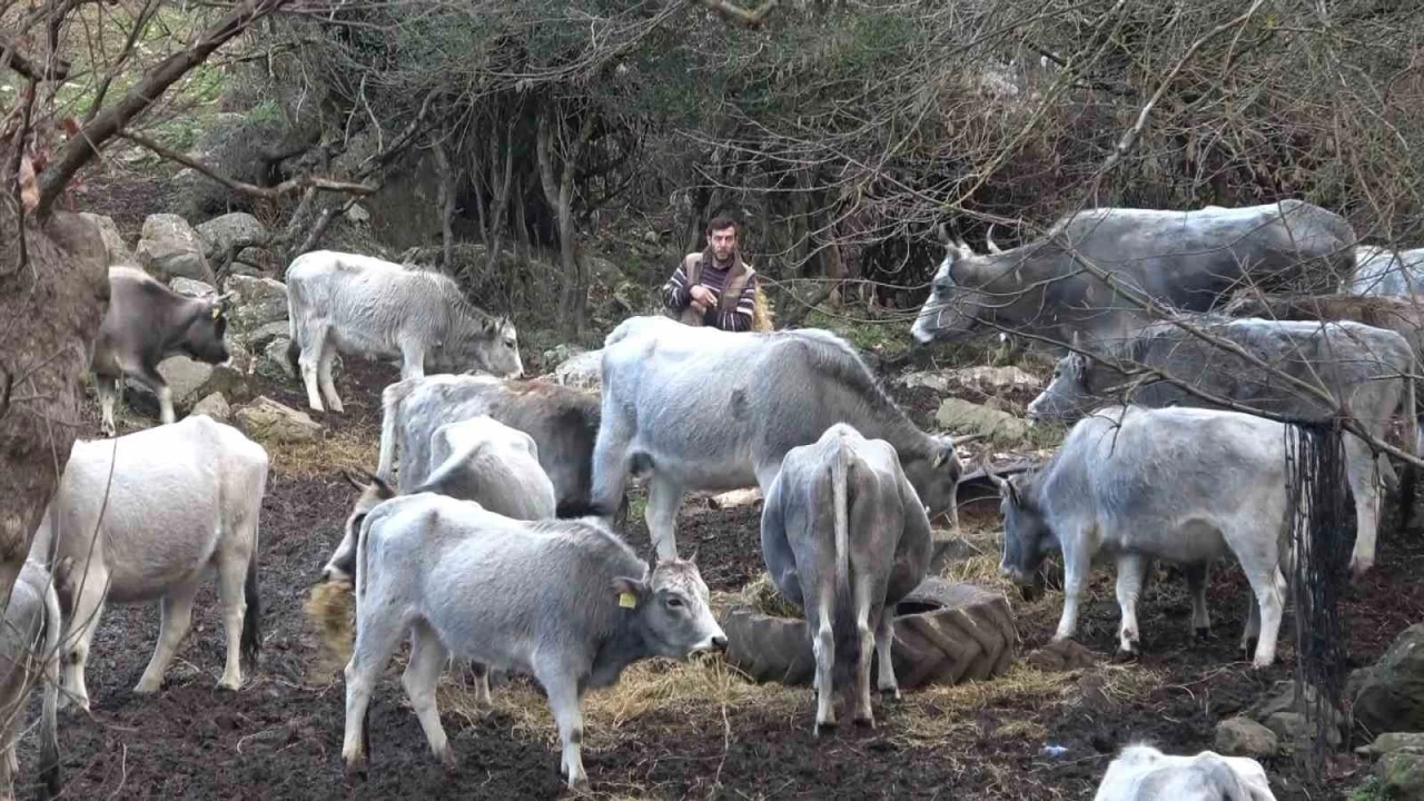 Bursa'da hayvanları kurşuna dizdiler