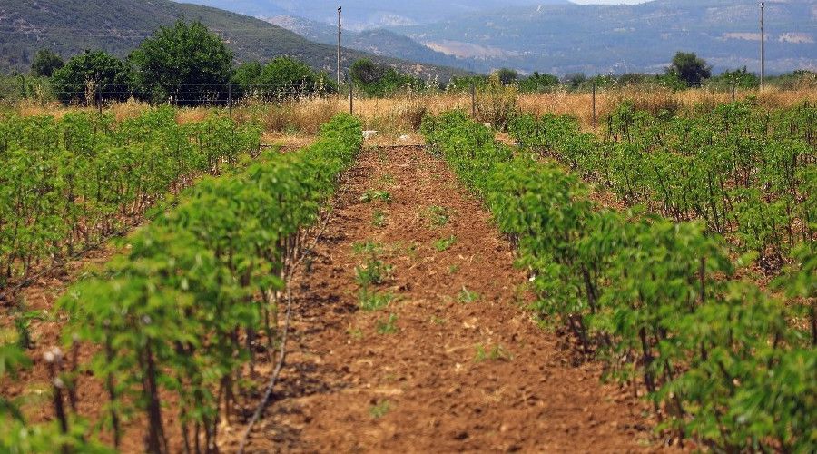 Büyükşehir 77 bin ceviz fidanı dağıttı