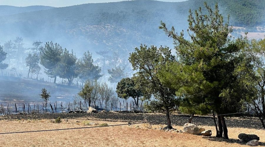 anakkale'deki orman yangnnda 30 hektarlk alan zarar grd