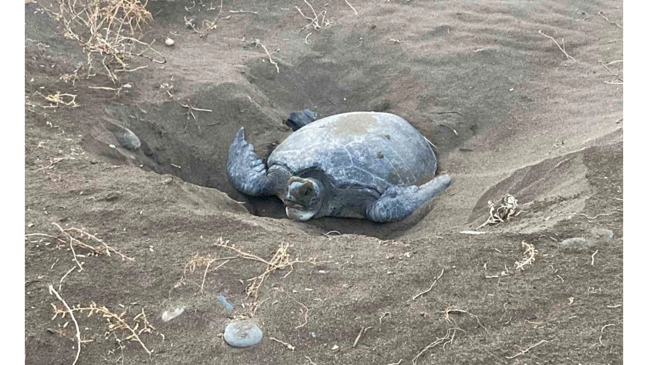 Carettalar d�nd�, ilk ana�lar yumurtalar�n� b�rakt�