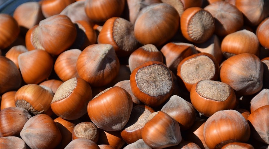 �ar�amba'da f�nd�k rekoltesi d���k