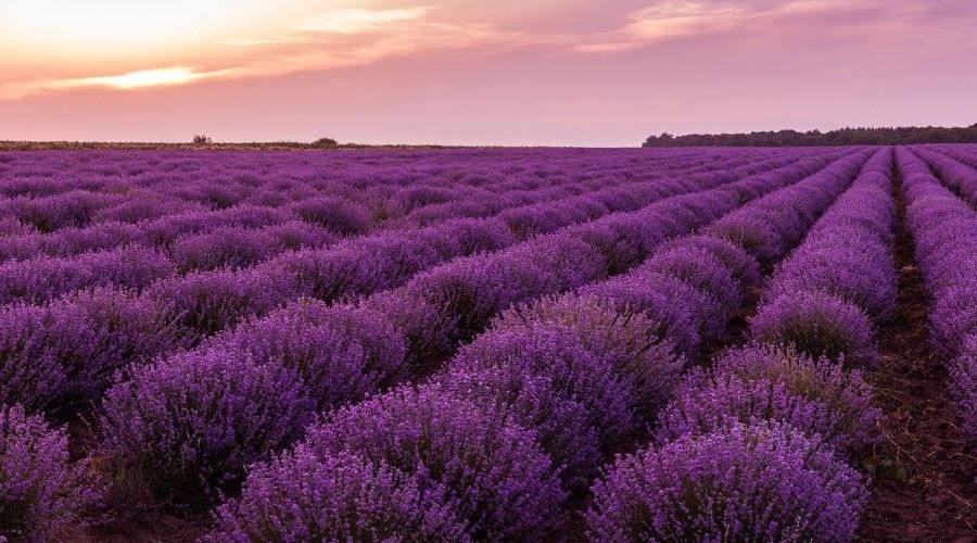 �at'ta lavanta �retimi i�in protokol imzaland�