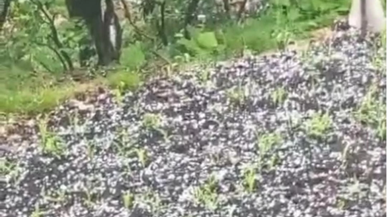 Çay üreticilerine dolu sürprizi