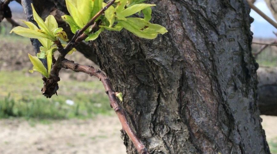 Cemre toprağa düştü erik ağaçları yapraklandı