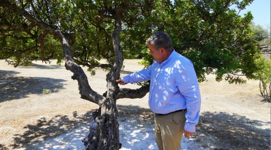 eme, dnya sakz retiminde yerini almak istiyor
