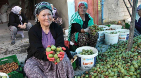 Ceviz hasadı renkli görüntülere sahne oldu