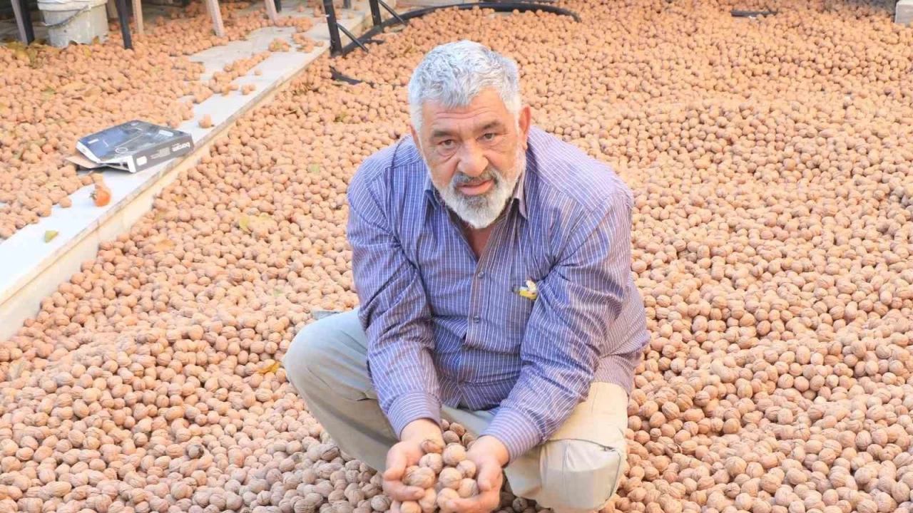 Ceviz retimiyle Avrupa'daki maandan daha ok kazanyor