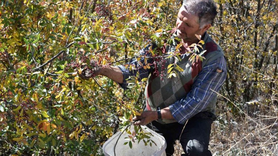 Çitlembik köylülere kazanç kapısı oldu