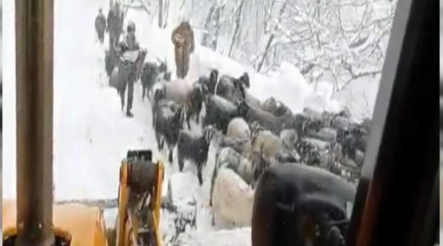 Çoban ve koyun sürüsü kurtarıldı