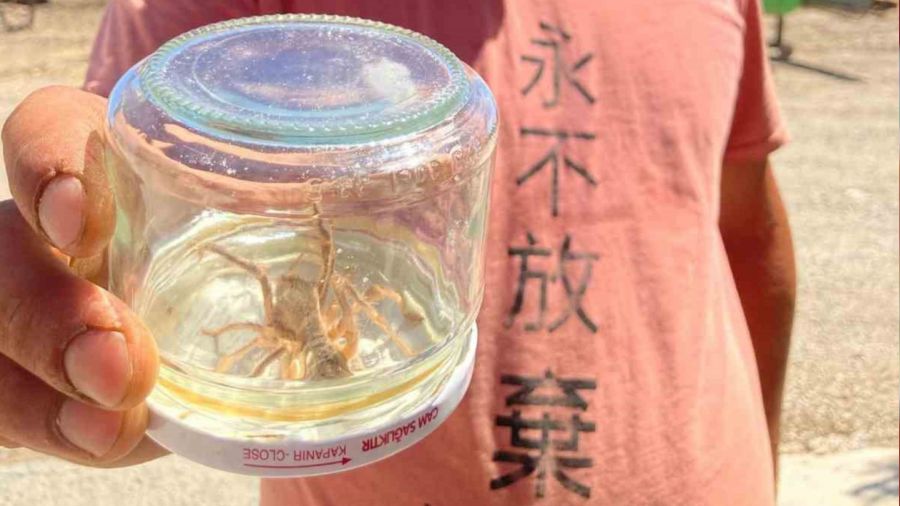 �orum'da sar�k�z pani�i s�r�yor