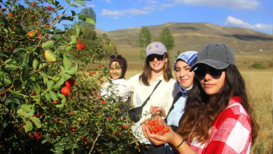 Daldan kavanoza kuşburnunun hikayesi