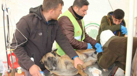 Depremde yaralanan hayvanlar için tedavi merkezi kuruldu