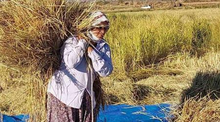 Derviş pirincinde hasat başladı