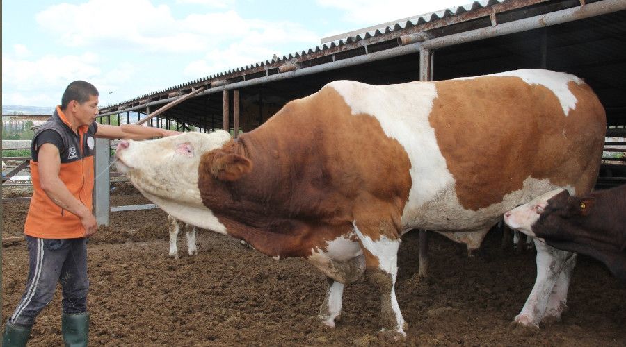 Dev kurbanlık görenleri şaşırtıyor