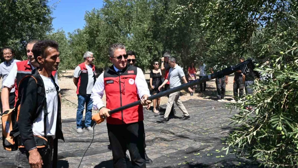 Dikili'de sezonun ilk zeytin hasad� ba�lad�