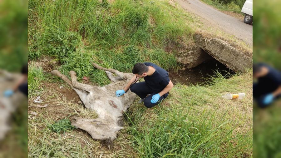 Diyarbakır'da bulunan yaralı katır tedavi altına alındı