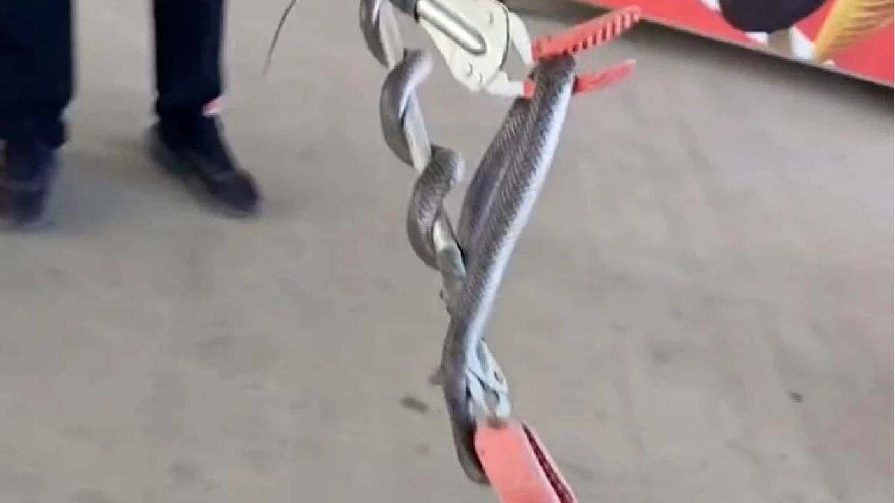 Diyarbakır'da markete yılan girdi