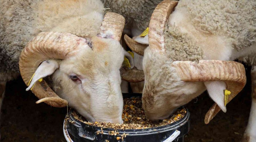 Dövizdeki düşüş üreticiyi umutlandırdı