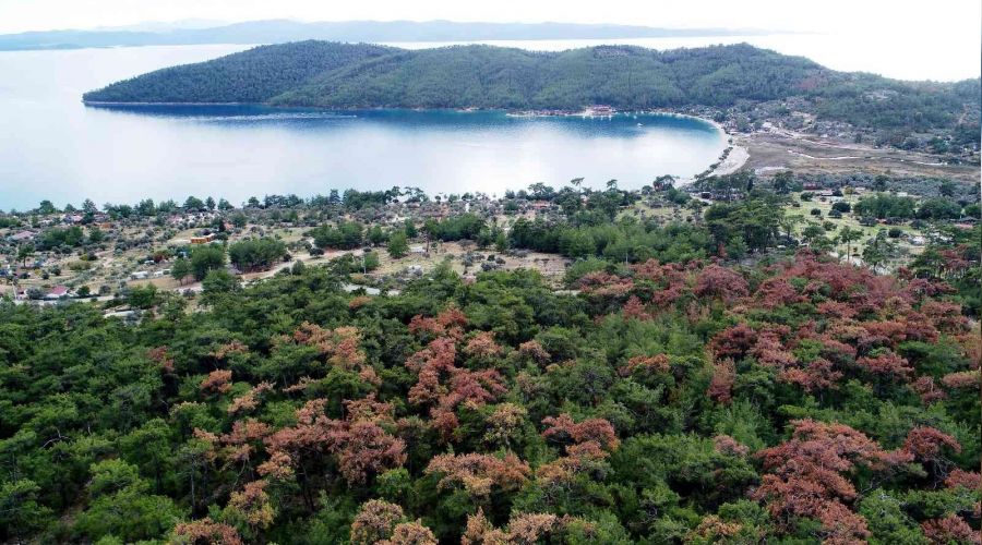 Dünyaca ünlü körfezin çamları kuruyor