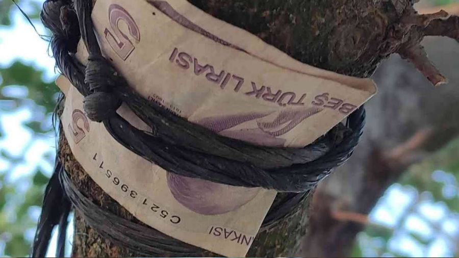 Dut ağacından asılı 5 TL'yi görünce duygulandı
