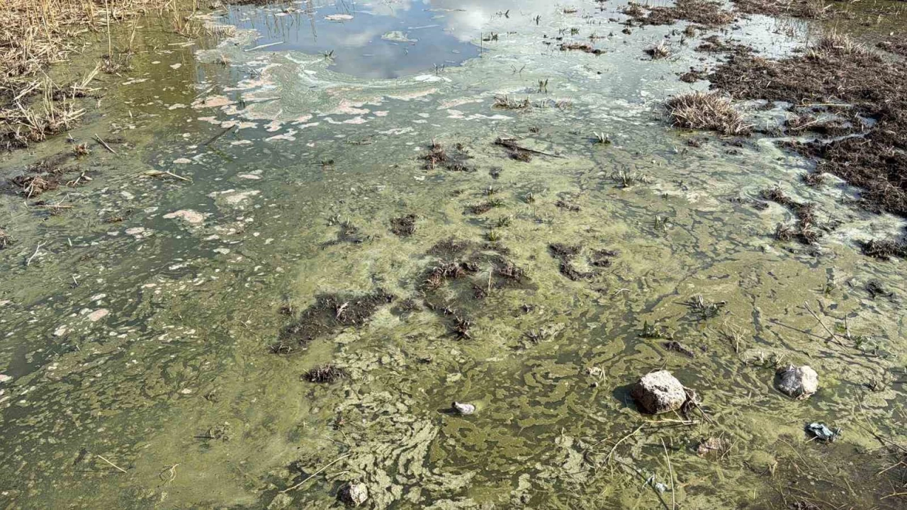 Eber Gl imdi de kirlilik ile gndemde