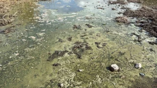 Eber Gl imdi de kirlilik ile gndemde