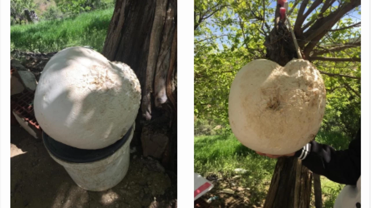 Elaz'da 13 kilogramlk dev mantar bulundu