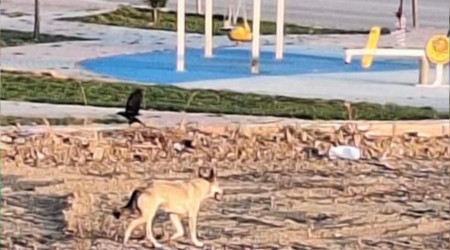 Elazığ'da yolunu kaybeden kurt şehir merkezine indi