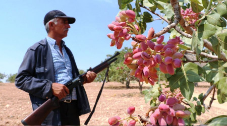 Eller tetikte fıstık nöbeti tutuyorlar